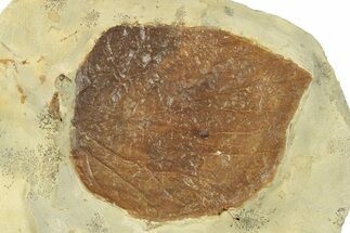 Fossil Leaf (Davidia) - Montana #270967