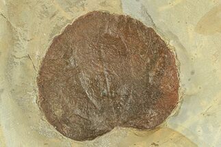 Fossil Leaf (Zizyphoides) - Montana #270987