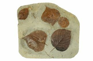 Plate with Five Fossil Leaves (Three Species) - Montana #271013
