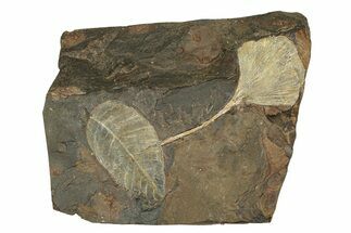 Paleocene Fossil Leaf Plate - North Dakota #271067