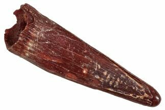 Fossil Pterosaur (Siroccopteryx) Tooth - Morocco #268924