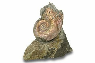 Iridescent, Pyritized Ammonite (Quenstedticeras) Fossil Display #266840