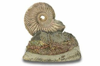 Iridescent, Pyritized Ammonite (Quenstedticeras) Fossil Display #266841