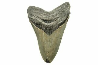Serrated, Fossil Megalodon Tooth - North Carolina #271112