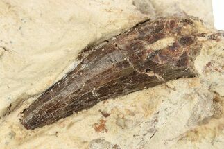 Fossil Polycotylid Plesiosaur (Thililua?) Tooth - Asfla, Morocco #270977