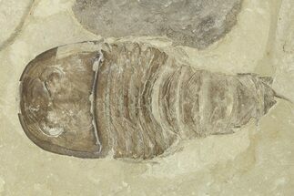 Eurypterus (Sea Scorpion) Fossil - Ukraine #271270