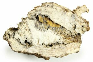 Agatized Fossil Coral - Florida #257876