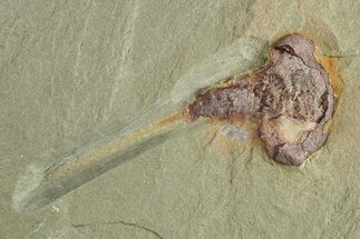 Xiphosurida Arthropod With Pos/Neg - Horseshoe Crab Ancestor #271348