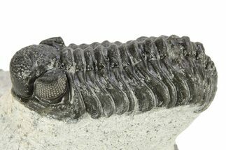 Bargain, Phacopid (Adrisiops) Trilobite - Jbel Oudriss, Morocco #271255
