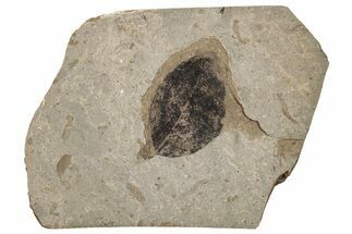 Fossil Plant (Fagus) Leaf - McAbee, BC #271364