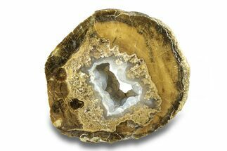 Petrified Wood Limb Round with Chalcedony - Indonesia #271366