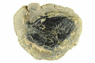 Polished Petrified Wood Limb Round - Indonesia #271464