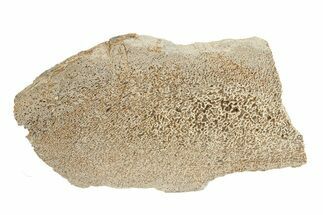 Polished Dinosaur Bone (Gembone) Slab - Morocco #271405