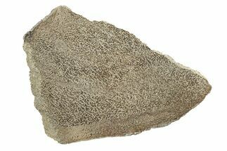 Polished Dinosaur Bone (Gembone) Slab - Morocco #271409