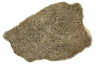 Polished Dinosaur Bone (Gembone) Slab - Morocco #271424