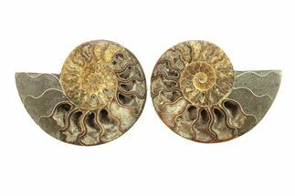 Cut & Polished, Agatized Ammonite Fossil - Crystal Chambers #270264