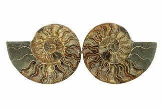 Cut & Polished, Agatized Ammonite Fossil - Madagascar #270268