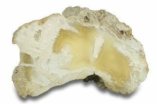 Agatized Fossil Coral Geode - Florida #271635