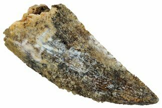 Serrated, Raptor Tooth - Real Dinosaur Tooth #269116
