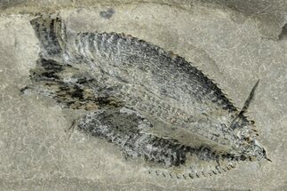 Ordovician Graptolite (Phyllograptus) - Fillmore Formation, Utah #271665