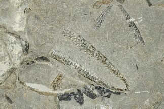 Ordovician Graptolite (Didymograptus) Plate - Utah #271747