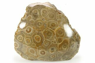 Polished Fossil Coral (Actinocyathus) Head - Morocco #271852