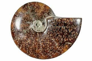Polished Ammonite (Cleoniceras) Fossil - Madagascar #266325