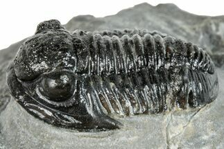 Detailed Gerastos Trilobite Fossil - Morocco #271892