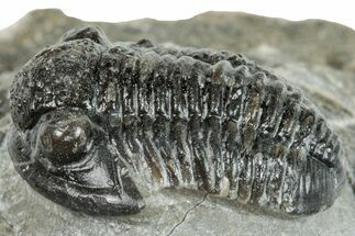 Detailed Gerastos Trilobite Fossil - Morocco #271896