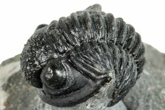 Enrolled Gerastos Trilobite Fossil - Morocco #271900
