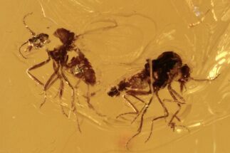 Fossil Midges (Chironomidae) In Baltic Amber - Mate Guard? #272144