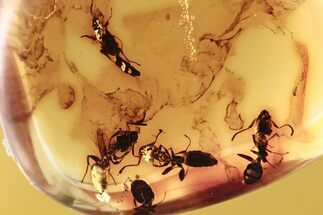 Four Fossil Ants (Formicidae) In Baltic Amber #272195