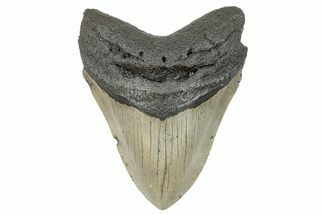Serrated, Fossil Megalodon Tooth - North Carolina #272061