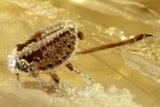 Fossil Spiny Aphid (Aphidoidea) in Baltic Amber #272229