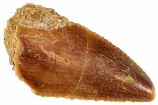 Serrated, Raptor Tooth - Real Dinosaur Tooth #269372