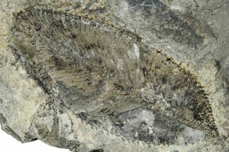 Ordovician Graptolite (Phyllograptus) - Fillmore Formation, Utah #271676