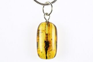 Polished Baltic Amber Pendant (Necklace) - Contains Crane Fly! #272328