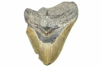 Partial, Serrated, Megalodon Tooth - North Carolina #272375