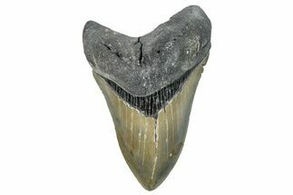 Serrated, Fossil Megalodon Tooth - North Carolina #272379
