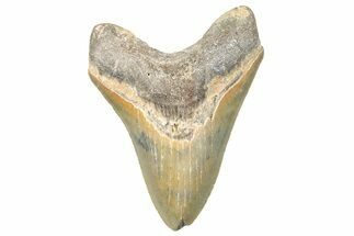 Serrated, Fossil Megalodon Tooth - North Carolina #272411