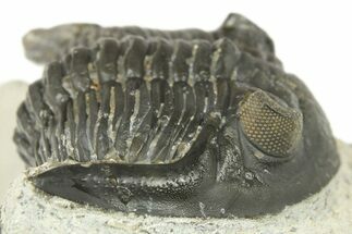 Hollardops Trilobite Fossil - Ofaten, Morocco #272466