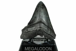Fossil Megalodon Tooth - South Carolina #272469