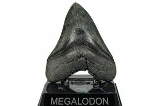 Fossil Megalodon Tooth - South Carolina #272473