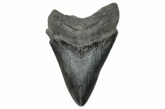 Serrated, Fossil Megalodon Tooth - South Carolina #272484