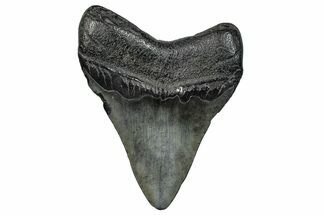 Fossil Megalodon Tooth - South Carolina #272490
