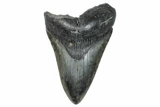 Fossil Megalodon Tooth - South Carolina #272494