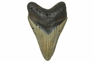 Serrated, Fossil Megalodon Tooth - North Carolina #272502
