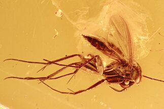 Detailed Fossil Fungus Gnat (Exechiini) In Baltic Amber #272632