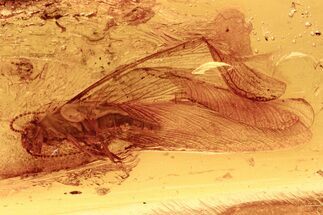 Detailed Fossil Winged Termite (Isoptera) In Baltic Amber #272633