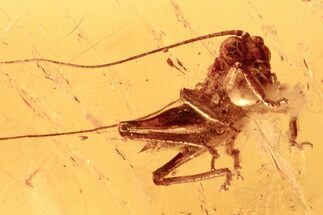 Detailed Fossil Cricket (Gryllidae) In Baltic Amber #272660